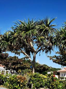 アダンの木 アダンの木の写真