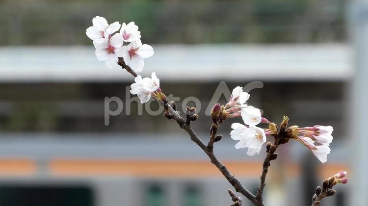 桜の枝先、花と蕾 桜,満開,春の写真素材