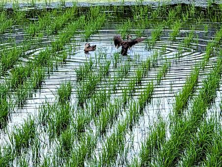 Photo, field, paddy field, rice planting, 