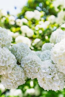 満開のオオデマリ 満開のオオデマリ 花,オオデマリ,白の写真素材