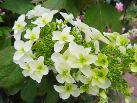 Inflorescence of white hydrangea, JPG Inflorescence of white hydrangea, JPG