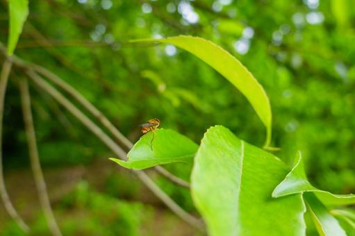 緑の葉にとまるホソヒラタアブ 緑の葉にとまるホソヒラタアブ ホソヒラタアブ,アブ,昆虫の写真素材