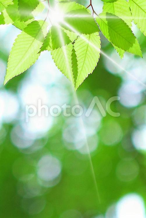 ケヤキの新緑の若葉とキラキラの木漏れ日 新緑,若葉,ケヤキの写真素材