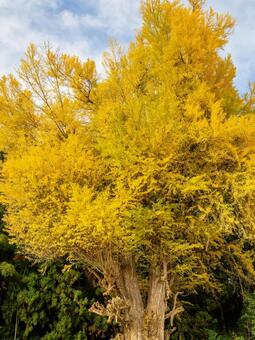 丸森の大銀杏⒀ イチョウ,黄葉,秋の写真素材