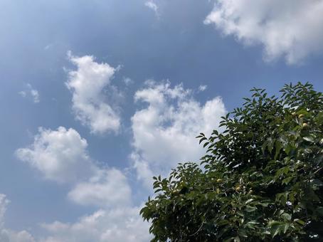 空と木11 空と木11の写真