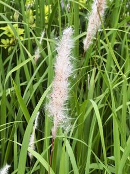 種子の旅立ち 種子の旅立ち,雑草,種子の写真素材
