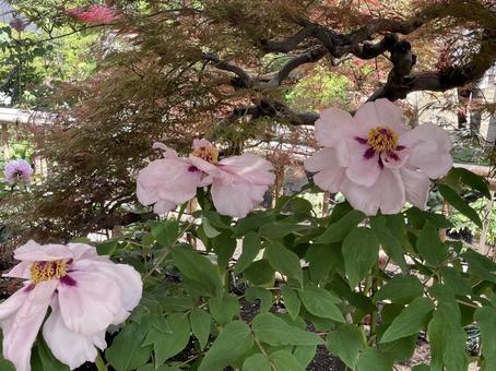上野東照宮ぼたん苑の牡丹 上野東照宮ぼたん苑の牡丹 牡丹,サツキ,春の花の写真素材