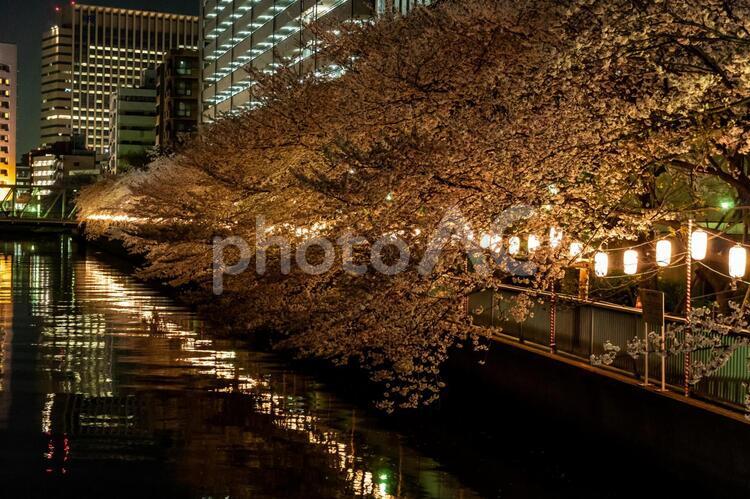 門前仲町　夜桜 門前仲町,桜,夜の写真素材