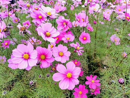 葛西臨海公園　コスモス 葛西臨海公園,コスモス,花畑の写真素材