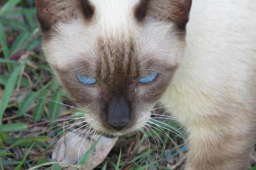 公園ネコ 沖縄県 那覇市 シャム 公園ネコ 沖縄県 那覇市 シャム ネコ,ねこ,動物の写真素材