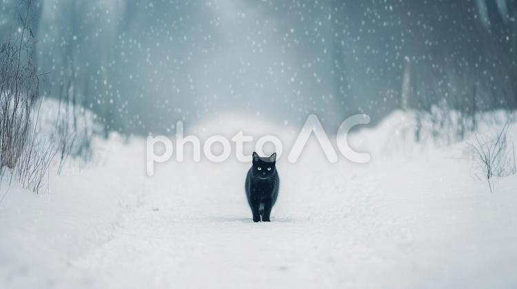 雪の中を黒猫が歩く 黒猫,野良猫,猫の写真素材