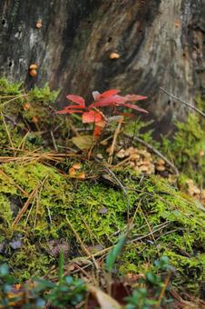 木の根っこに秋の気配-1 木の根っこに秋の気配-1 秋,キノコ,根っこの写真素材