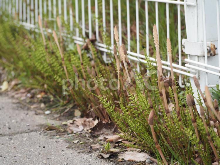 道路わきの土筆① つくし,ツクシ,土筆の写真素材