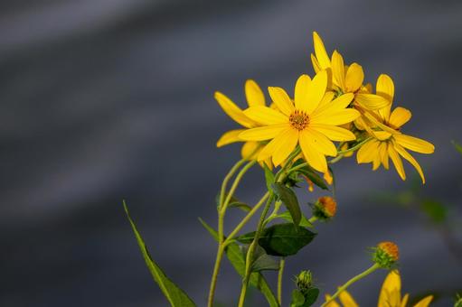 キクイモの花⑺ キクイモの花⑺ 花,野草,キクイモの写真素材