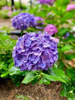 紫陽花 紫陽花の写真