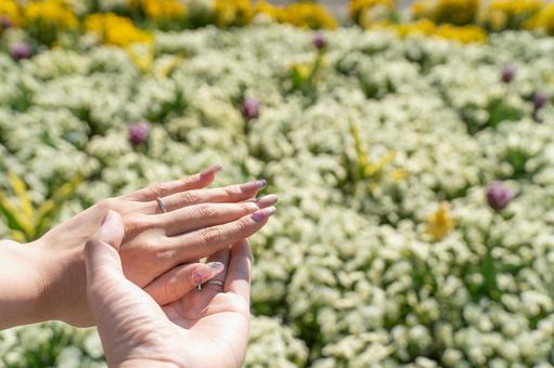 花壇で手を重ねるカップルの指輪① 花壇で手を重ねるカップルの指輪①の写真