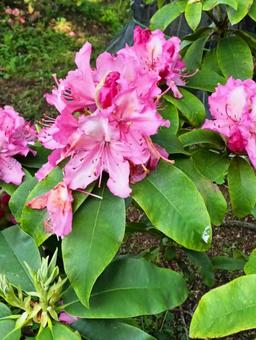 大きく開く花 大きく開く花の写真