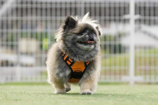 ペキニーズのポートレート 犬,ペキニーズ,小型犬の写真素材