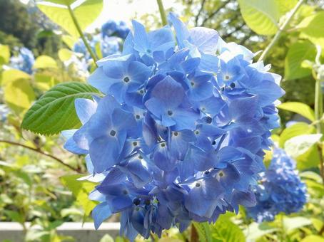 【花の写真】紫陽花の花 【花の写真】紫陽花の花 紫陽花,アジサイ,あじさいの写真素材