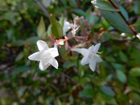 【花の写真】ハナゾノツクバネウツギ 【花の写真】ハナゾノツクバネウツギの写真
