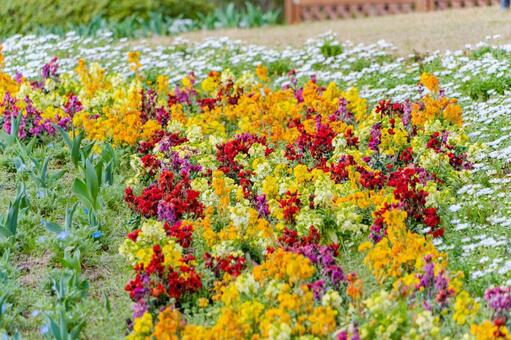 色とりどりのスナップドラゴンと白い花 スナップドラゴン,金魚草,花の写真素材
