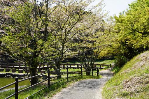 福岡 朝倉 甘木公園の遊歩道1 福岡 朝倉 甘木公園の遊歩道1 甘木公園,丸山公園,遊歩道の写真素材