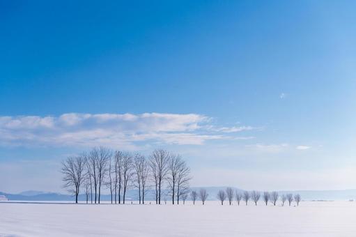 広大な雪原と丘に広がる冬の並木 丘,なだらか,雪原の写真素材