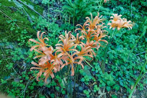 八幡岳のオオキツネノカミソリ群生地 八幡岳のオオキツネノカミソリ群生地の写真