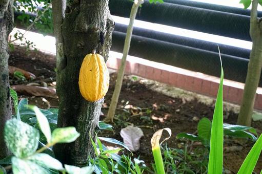 カカオの実 カカオの実 カカオ,実,黄色の写真素材