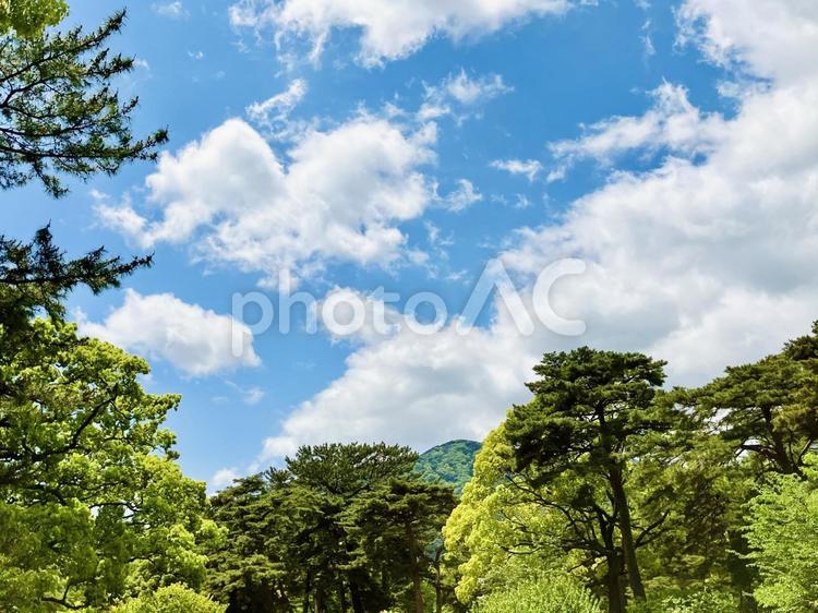 青空と森林 公園,ヒーリング,青空の写真素材