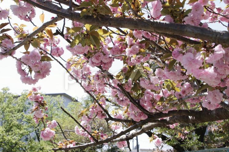 桜　（八重桜） 桜,八重桜,さくらの写真素材
