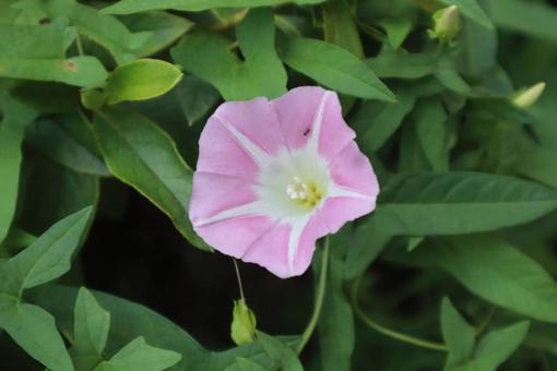 東雲草 東雲草 花,フラワー,自然の写真素材