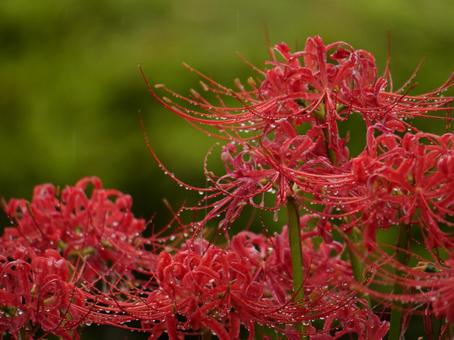 雨粒と彼岸花 雨粒と彼岸花 彼岸花,曼珠沙華,雨粒の写真素材