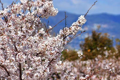 満開の桜 満開の桜 サクラ,春,木の写真素材