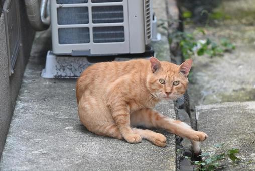 福井県若狭町の野良ちゃん 福井県若狭町の野良ちゃんの写真