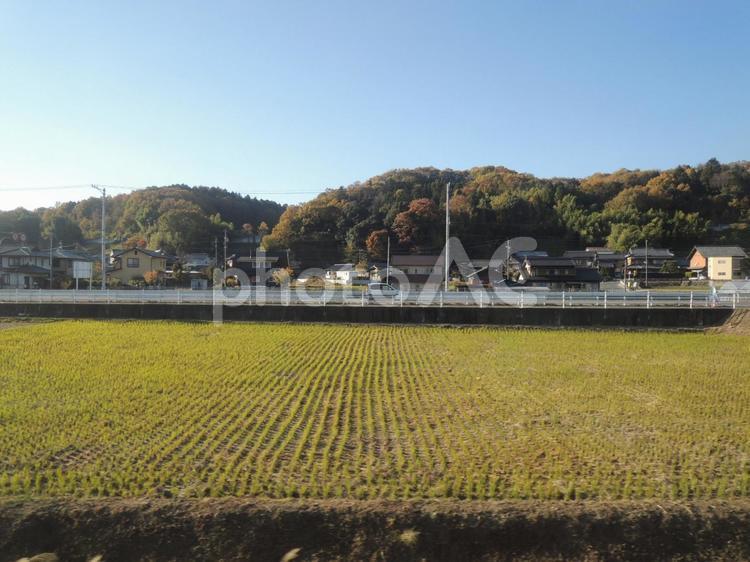 車窓から　稲刈り後 稲刈り後,田んぼ,秋の写真素材