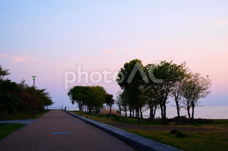 5月の長浜豊公園の夕暮れ時の散歩道 きれい,夕暮れ,長浜の写真素材