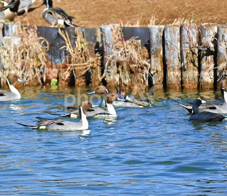 泳ぐオナガガモの群れ オナガガモ,鳥,鳥類の写真素材