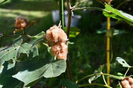 実がはじけた茶色の綿 綿,綿花,わたの写真素材