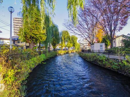 【群馬県】前橋市・広瀬川 広瀬川,小川,柳の写真素材