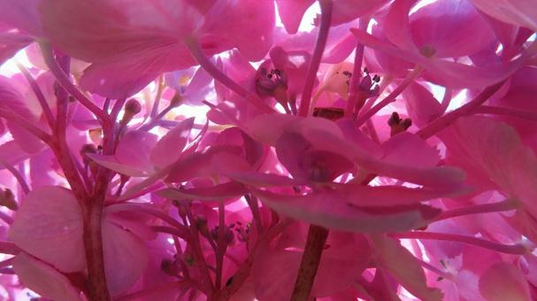 Photo, hydrangea, flower, beautiful, 