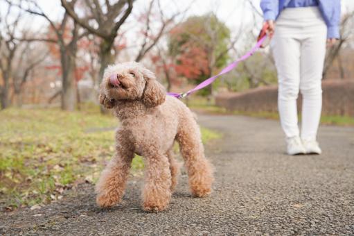 Woman walking in the park with her pet, mascota, toy poodle, caniche, JPG