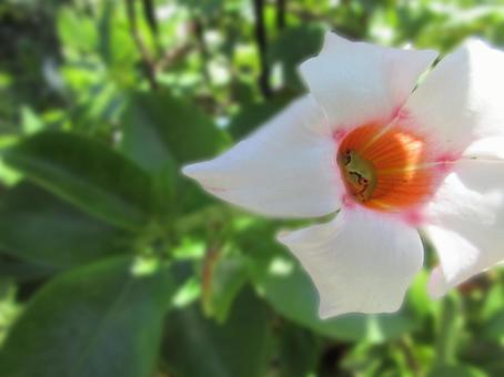 Photo, summer, natural, flower, 