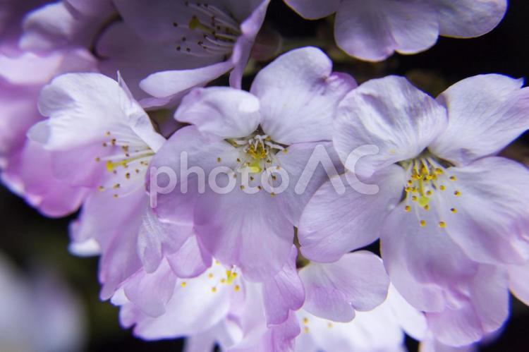 滝頭公園の夜桜1（田原市） ソメイヨシノ,花,田原市の写真素材