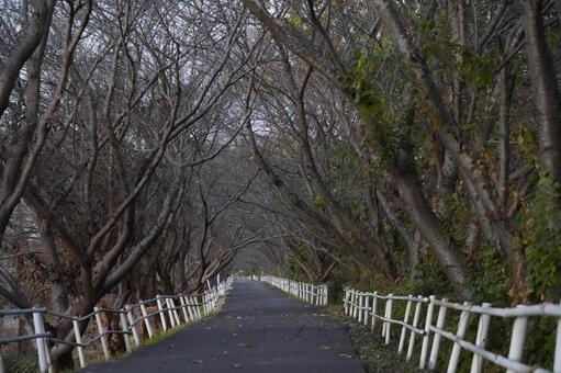 散歩道 散歩道,樹木,道路の写真素材