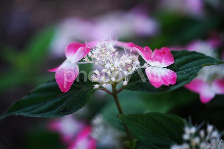 梅雨にお似合いのアジサイ アジサイ,紫陽花,花の写真素材