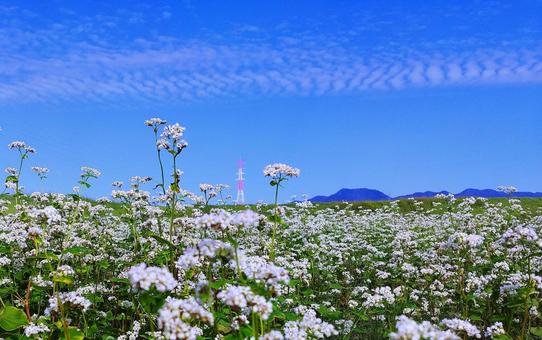蕎麦の白い花畑と秋の空 蕎麦の白い花畑と秋の空 蕎麦,花畑,花の写真素材