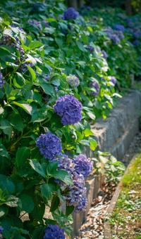 Colorful hydrangeas, JPG Colorful hydrangeas, JPG