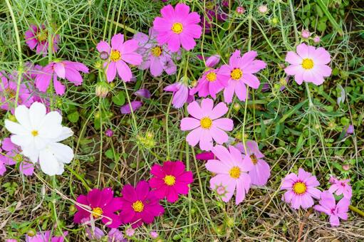 様々な色のコスモスのクローズアップ コスモス,秋桜,花の写真素材