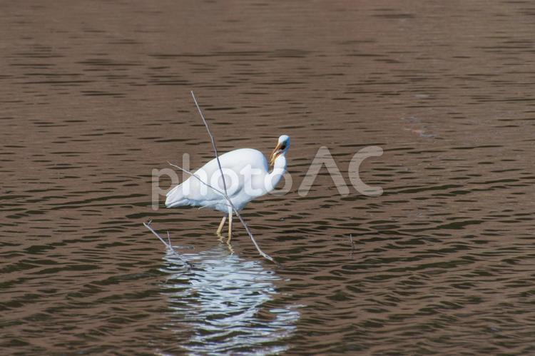 エサを獲るシラサギ シラサギ,鳥,バードの写真素材